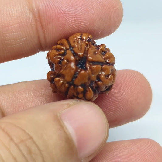 3 Mukhi Rudraksh