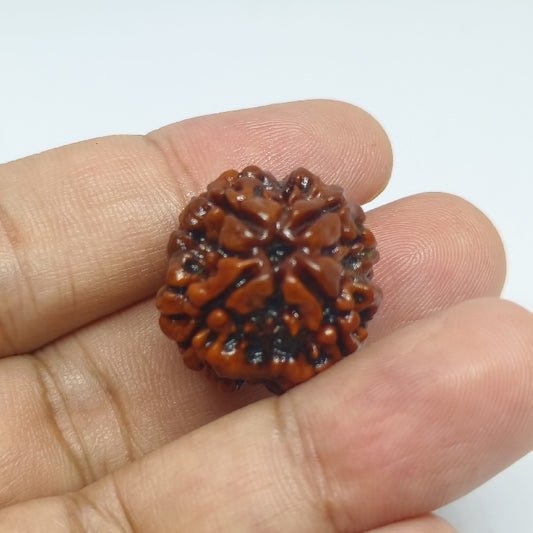 4 Mukhi Rudraksh