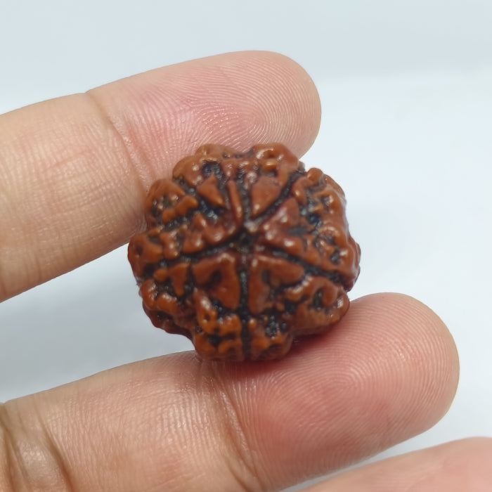 5 Mukhi Rudraksh