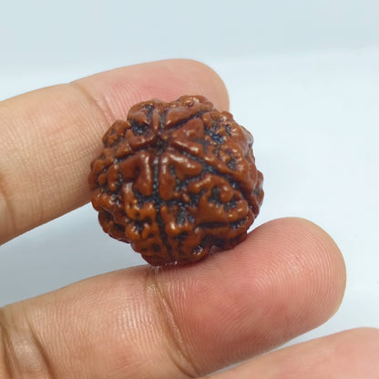 5 Mukhi Rudraksh