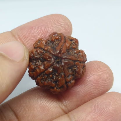 5 Mukhi Rudraksh