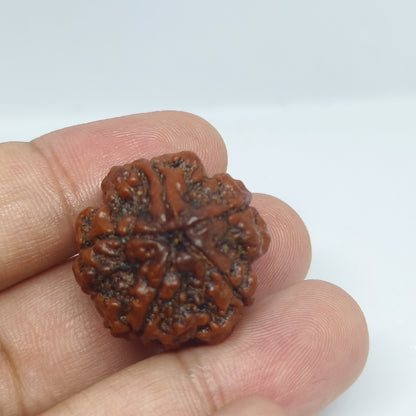 5 Mukhi Rudraksh