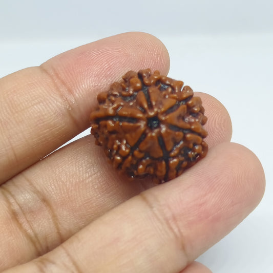 6 Mukhi Rudraksh