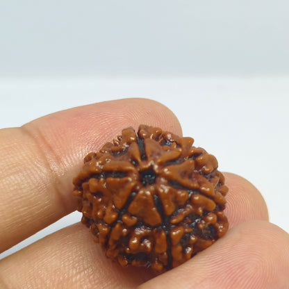 6 Mukhi Rudraksh