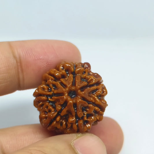 7 Mukhi Rudraksh