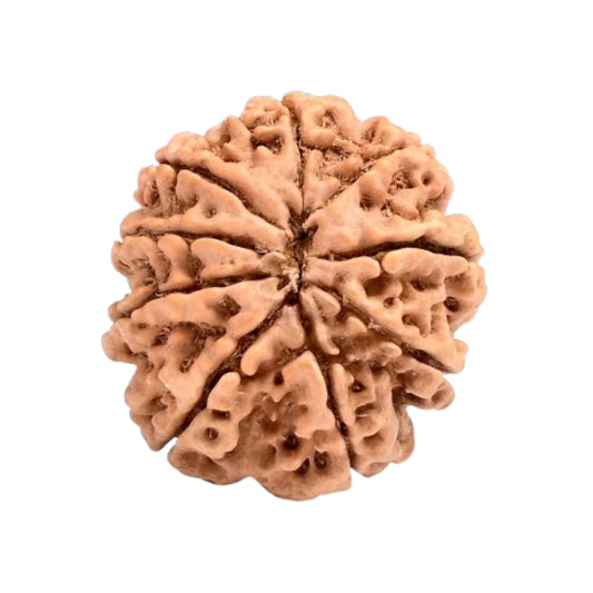 9 Mukhi Rudraksh