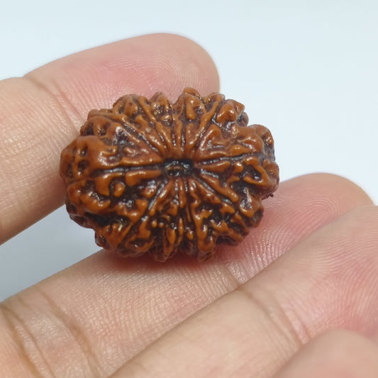 10 Mukhi Rudraksh