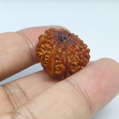 10 mukhi Ganesh Rudraksh