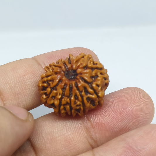 11 mukhi Rudraksh