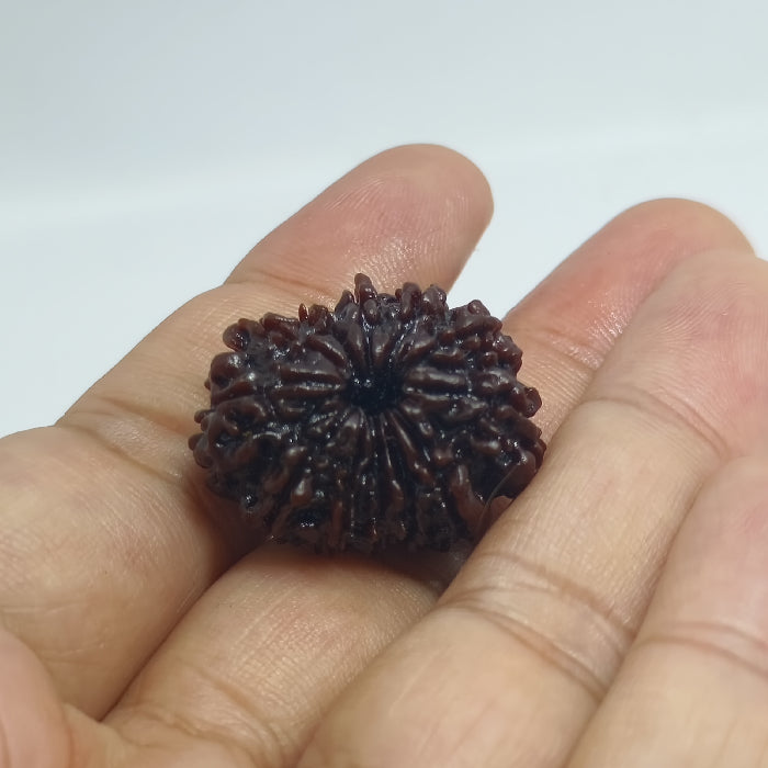 12 Mukhi Rudraksh