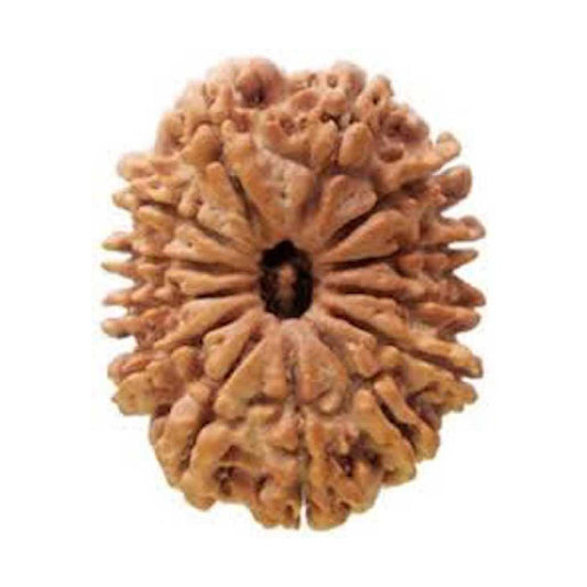 13 Mukhi Rudraksh