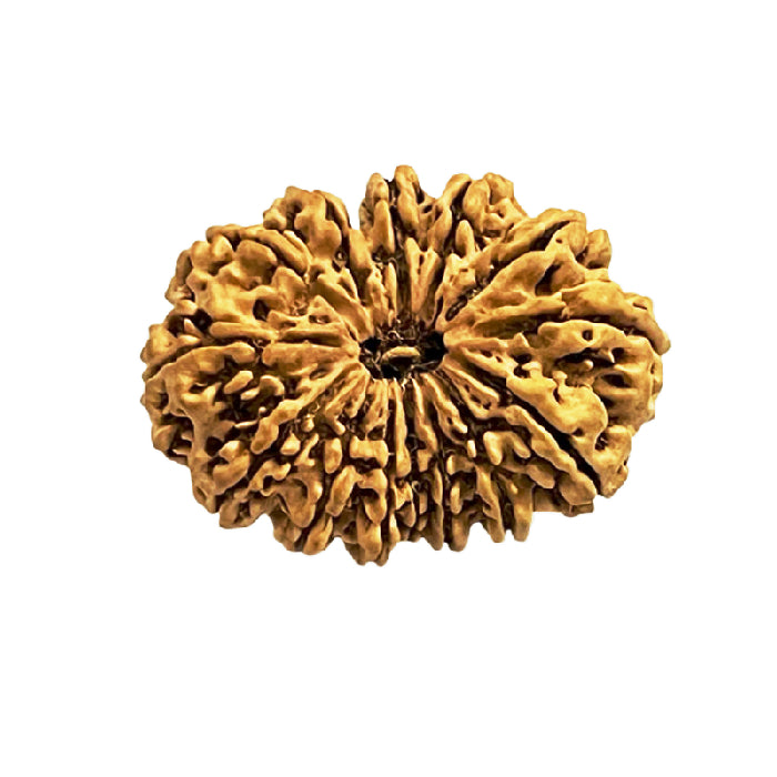 14 Mukhi Rudraksh