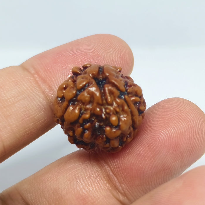 3 Mukhi Rudraksh