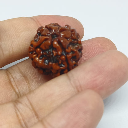 4 Mukhi Rudraksh