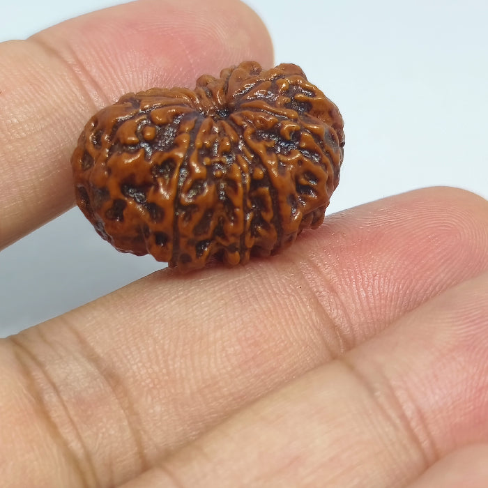 10 Mukhi Rudraksh