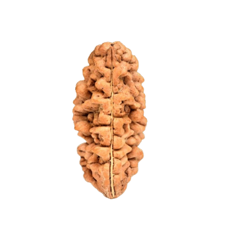 1 Mukhi Rudraksha