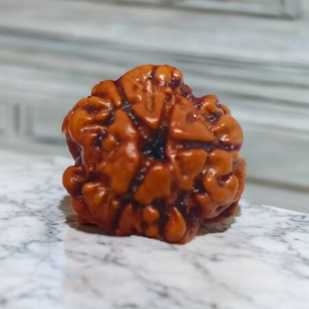 3 Mukhi Rudraksha