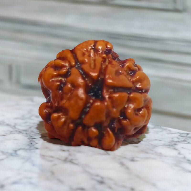 3 Mukhi Rudraksha