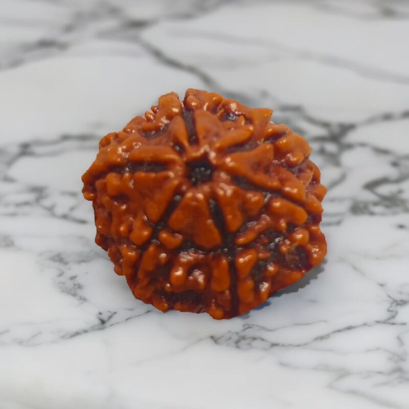 6 Mukhi Rudraksha