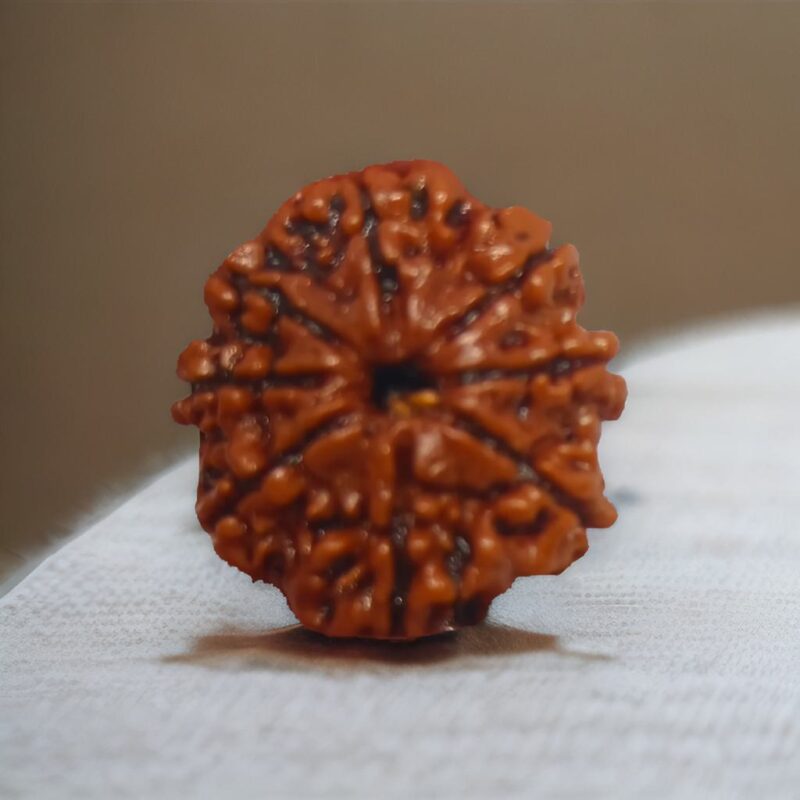 8 Mukhi Rudraksha