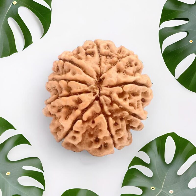 9 Mukhi Rudraksha