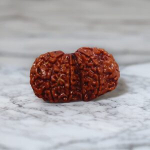 Nepali Rudraksha